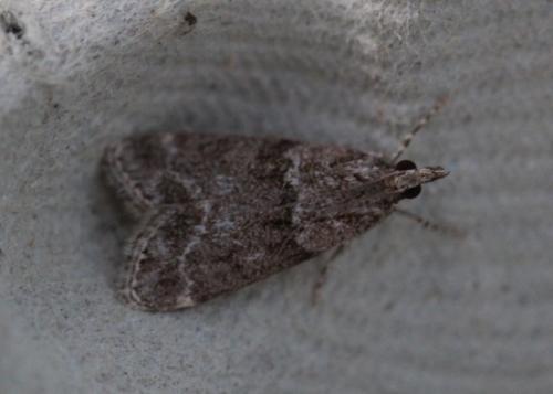 Réf. 316 845 : Eudonia mercurella